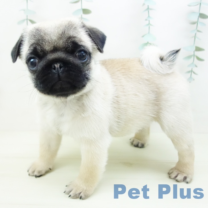 愛知県のパグ (ペットプラス 岡崎店/2025年11月25日生まれ/女の子/フォーン)の子犬の1枚目の画像