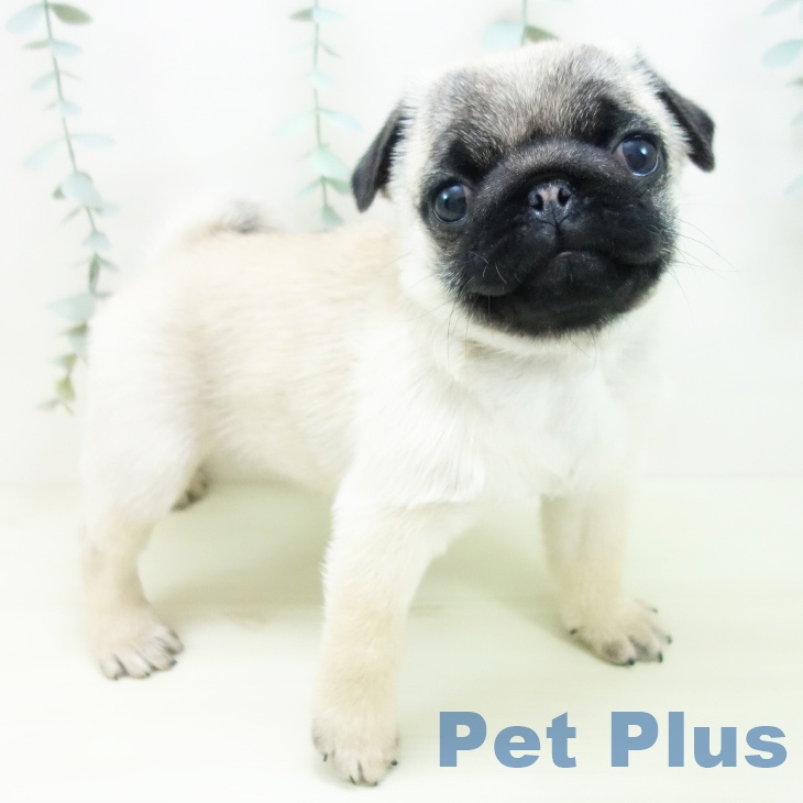 愛知県のパグ (ペットプラス 岡崎店/2025年11月25日生まれ/女の子/フォーン)の子犬の2枚目の画像
