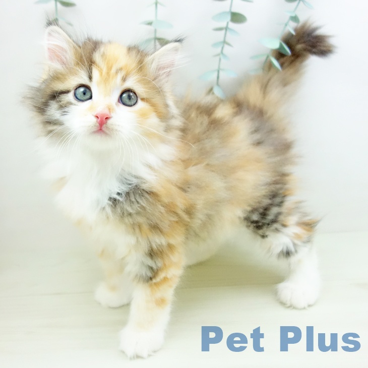 愛知県のサイベリアン (ペットプラス ナゴヤドーム前店/2025年11月26日生まれ/女の子/ブラウンパッチドタビーホワイト)の子猫の1枚目の画像