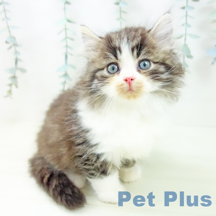 愛知県のサイベリアン (ペットプラス 熱田店/2025年11月27日生まれ/男の子/ブラウンタビーホワイト)の子猫の1枚目の画像