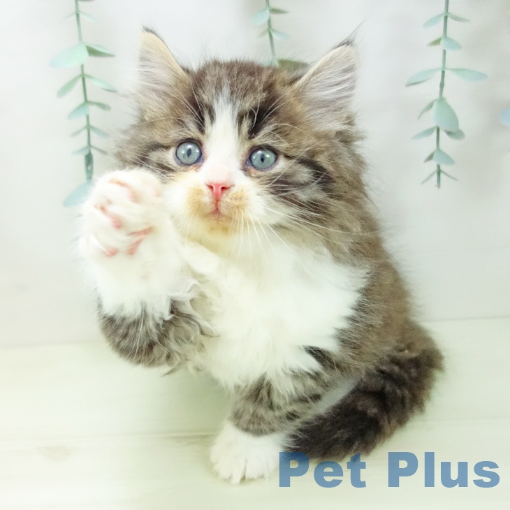 愛知県のサイベリアン (ペットプラス 熱田店/2025年11月27日生まれ/男の子/ブラウンタビーホワイト)の子猫の2枚目の画像