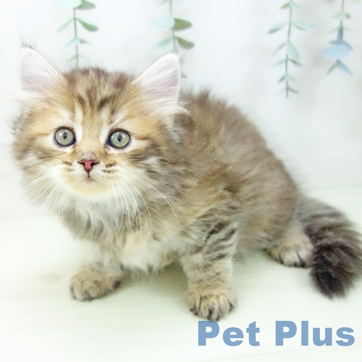 岐阜県のサイベリアン (ペットプラス 各務原店/2025年11月27日生まれ/女の子/ブラウンパッチドタビー)の子猫の1枚目の画像