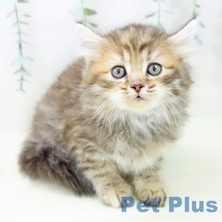 岐阜県のサイベリアン (ペットプラス 各務原店/2025年11月27日生まれ/女の子/ブラウンパッチドタビー)の子猫の2枚目の画像