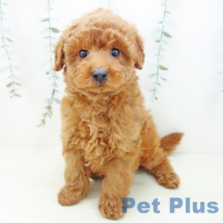 石川県のトイプードル(トイ) (ペットプラス かほく店/2025年11月27日生まれ/男の子/レッドフォーン)の子犬の1枚目の画像