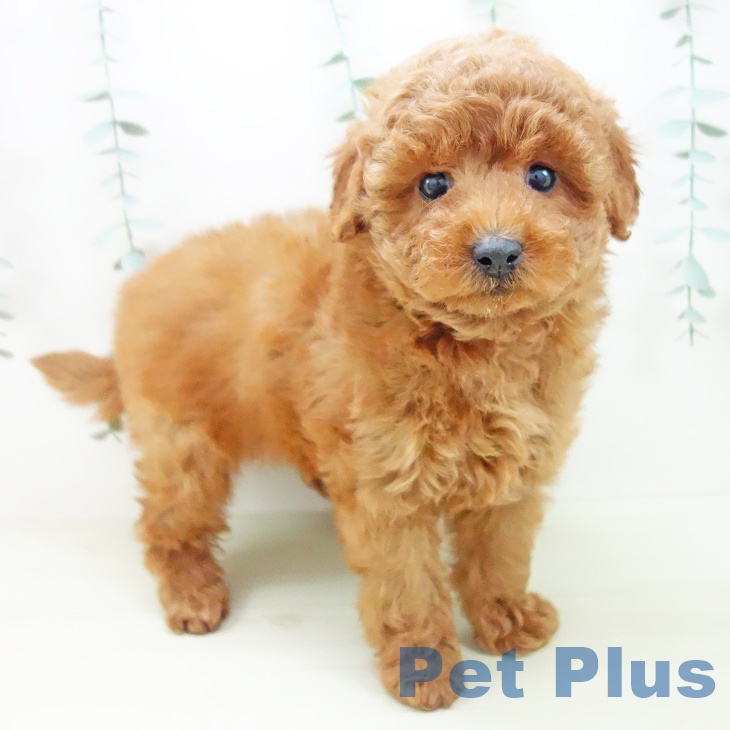 石川県のトイプードル(トイ) (ペットプラス かほく店/2025年11月27日生まれ/男の子/レッドフォーン)の子犬の2枚目の画像