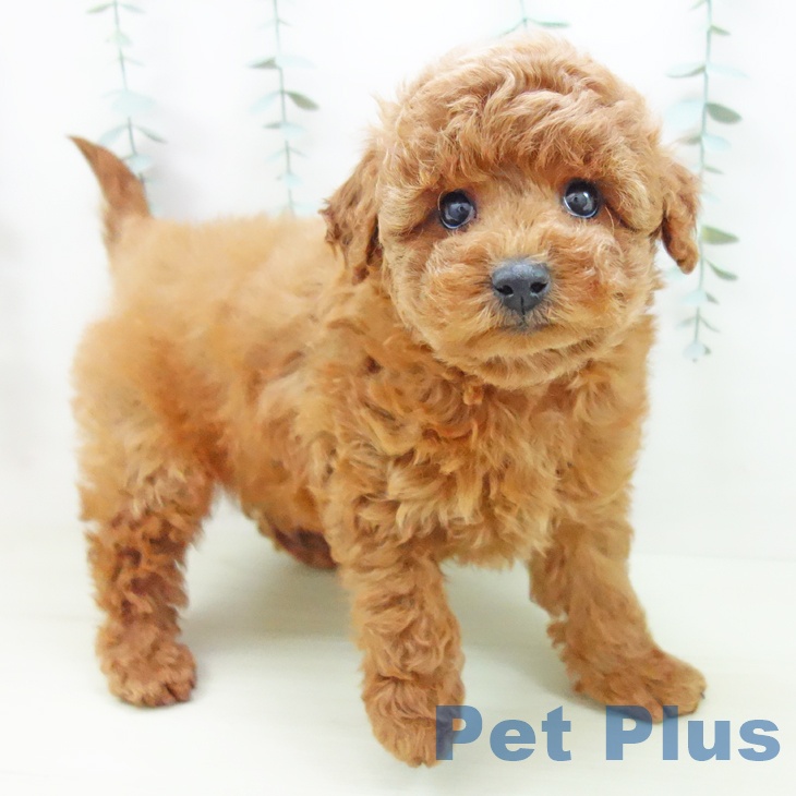 愛知県のトイプードル(トイ) (ペットプラス 三好店/2025年11月27日生まれ/男の子/レッドフォーン)の子犬の1枚目の画像