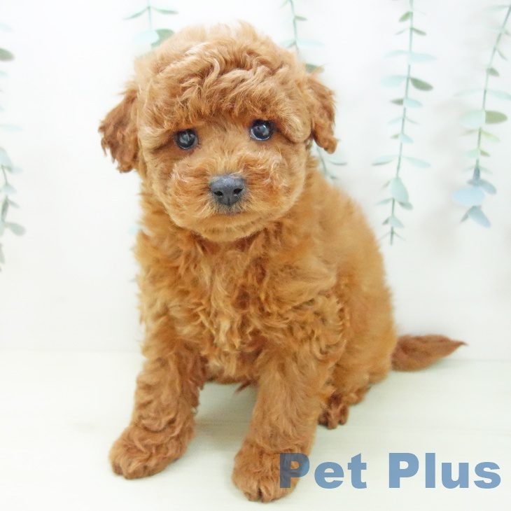 愛知県のトイプードル(トイ) (ペットプラス 三好店/2025年11月27日生まれ/男の子/レッドフォーン)の子犬の2枚目の画像