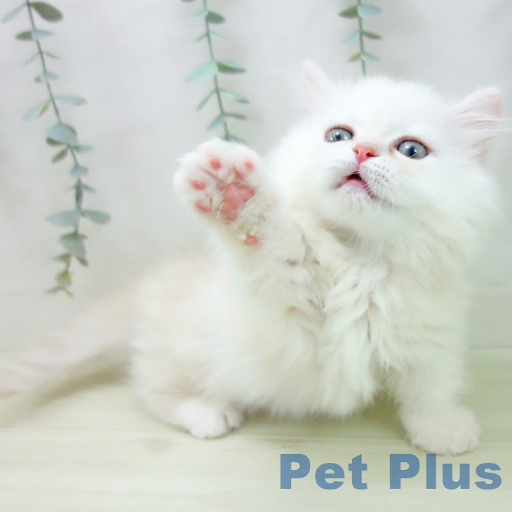 愛知県のミヌエット (ペットプラス ナゴヤドーム前店/2025年11月20日生まれ/男の子/クリームカメオ)の子猫の2枚目の画像
