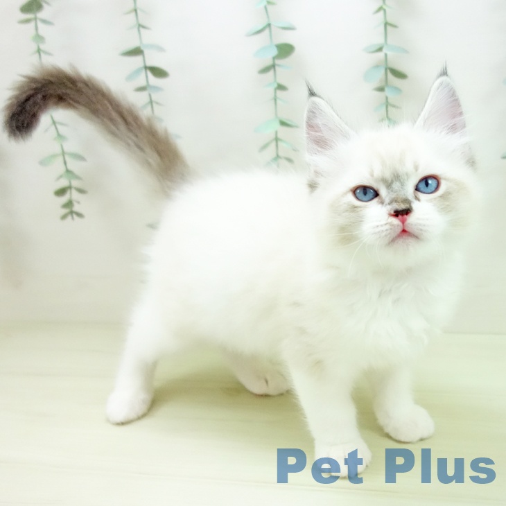 岐阜県のラグドール (ペットプラス 各務原店/2025年11月24日生まれ/男の子/シールリンクスポイントバイカラー)の子猫の1枚目の画像