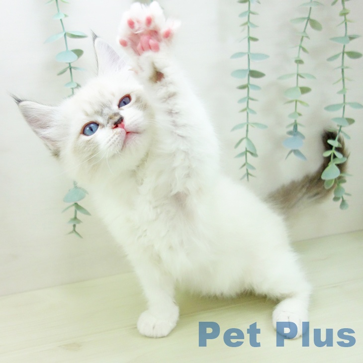 岐阜県のラグドール (ペットプラス 各務原店/2025年11月24日生まれ/男の子/シールリンクスポイントバイカラー)の子猫の2枚目の画像