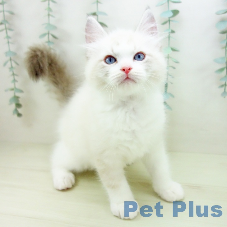愛知県のラグドール (ペットプラス ナゴヤドーム前店/2025年11月24日生まれ/男の子/シールリンクスポイントバイカラー)の子猫の1枚目の画像