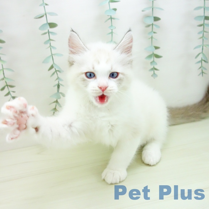 愛知県のラグドール (ペットプラス ナゴヤドーム前店/2025年11月24日生まれ/男の子/シールリンクスポイントバイカラー)の子猫の2枚目の画像