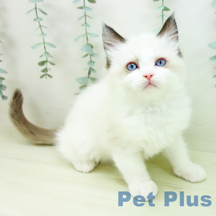 愛知県のラグドール (ペットプラス ナゴヤドーム前店/2025年11月24日生まれ/女の子/シールポイントバイカラー)の子猫の1枚目の画像