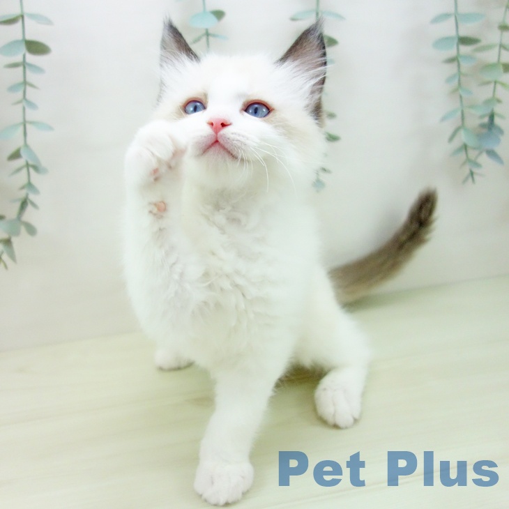 愛知県のラグドール (ペットプラス ナゴヤドーム前店/2025年11月24日生まれ/女の子/シールポイントバイカラー)の子猫の2枚目の画像