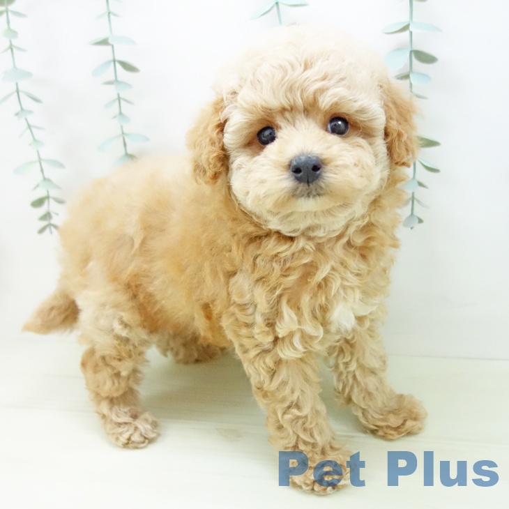 岐阜県のトイプードル(トイ) (ペットプラス 各務原店/2025年11月27日生まれ/男の子/アプリコット)の子犬の1枚目の画像