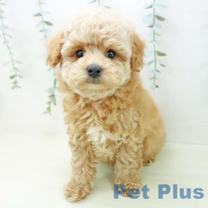岐阜県のトイプードル(トイ) (ペットプラス 各務原店/2025年11月27日生まれ/男の子/アプリコット)の子犬の2枚目の画像