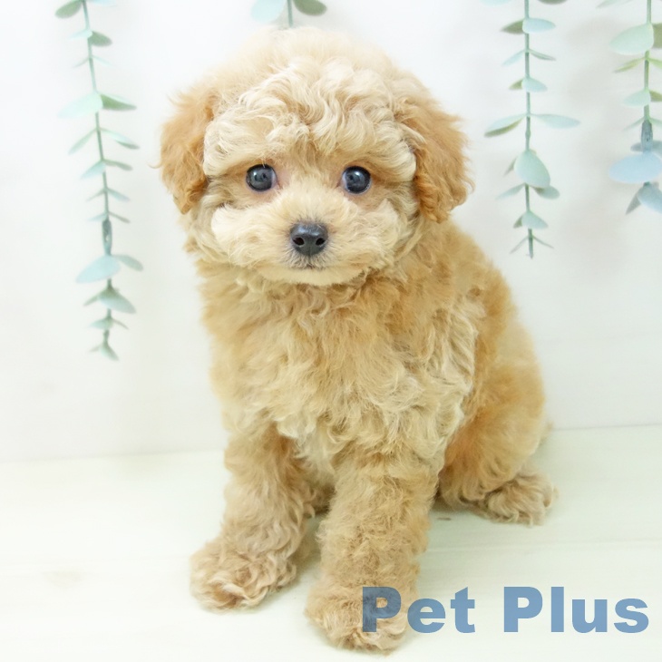 愛知県のトイプードル(トイ) (ペットプラス 岡崎店/2025年11月27日生まれ/男の子/アプリコット)の子犬の1枚目の画像