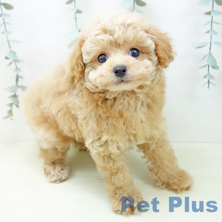 愛知県のトイプードル(トイ) (ペットプラス 岡崎店/2025年11月27日生まれ/男の子/アプリコット)の子犬の2枚目の画像