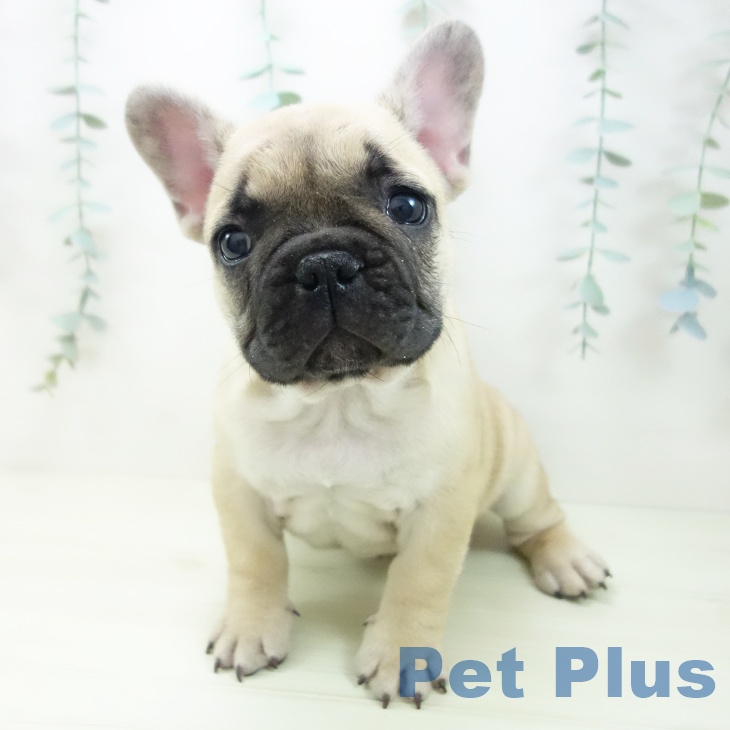 岐阜県のフレンチブルドッグ (ペットプラス 各務原店/2025年11月25日生まれ/男の子/フォーン)の子犬の1枚目の画像