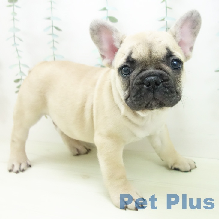 岐阜県のフレンチブルドッグ (ペットプラス 各務原店/2025年11月25日生まれ/男の子/フォーン)の子犬の2枚目の画像
