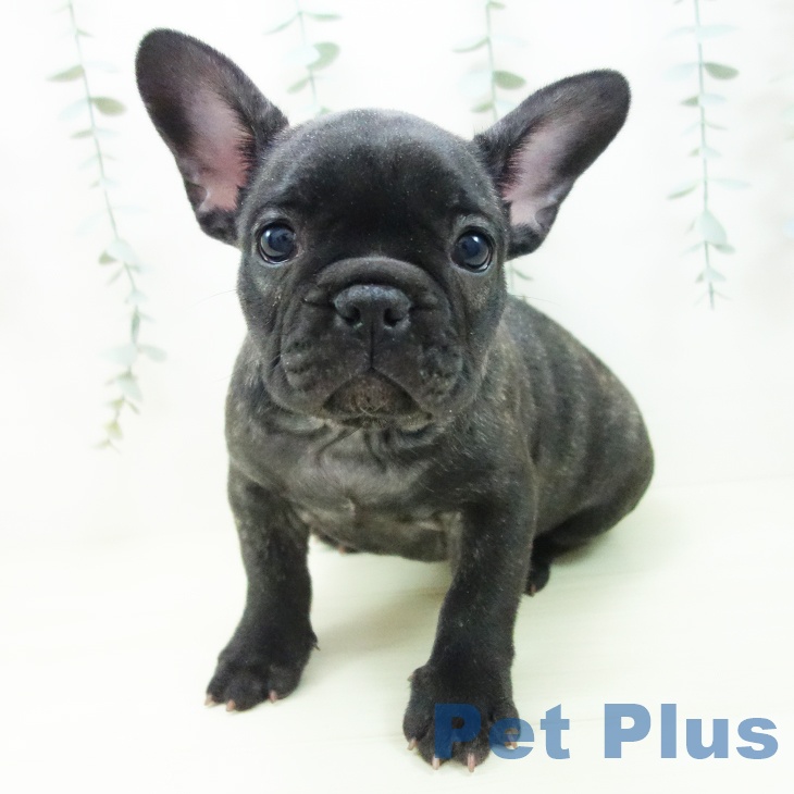 愛知県のフレンチブルドッグ (ペットプラス イオンモール豊川店/2025年11月25日生まれ/女の子/ブリンドル)の子犬の1枚目の画像