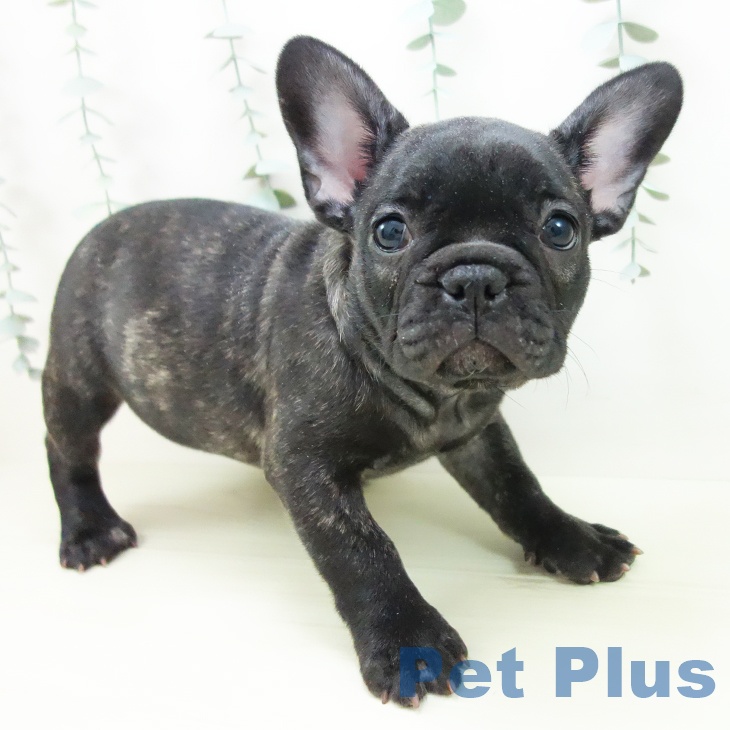 愛知県のフレンチブルドッグ (ペットプラス イオンモール豊川店/2025年11月25日生まれ/女の子/ブリンドル)の子犬の2枚目の画像
