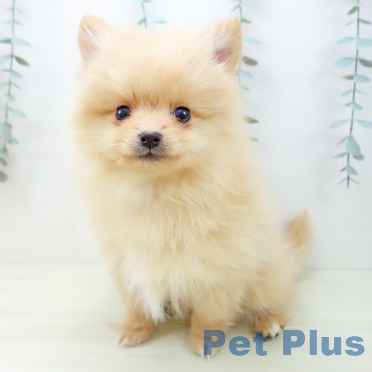 岐阜県のポメラニアン (ペットプラス 各務原店/2025年11月25日生まれ/男の子/オレンジ)の子犬の1枚目の画像