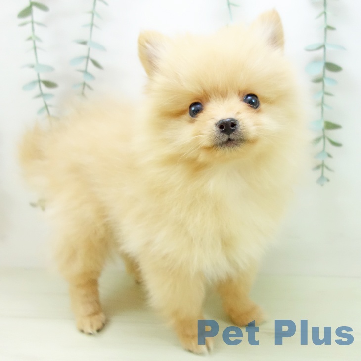 岐阜県のポメラニアン (ペットプラス 各務原店/2025年11月25日生まれ/男の子/オレンジ)の子犬の2枚目の画像
