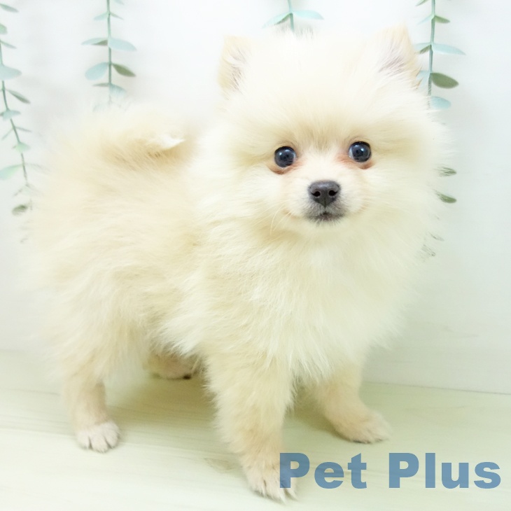 石川県のポメラニアン (ペットプラス 新小松店/2025年11月25日生まれ/女の子/クリーム)の子犬の1枚目の画像