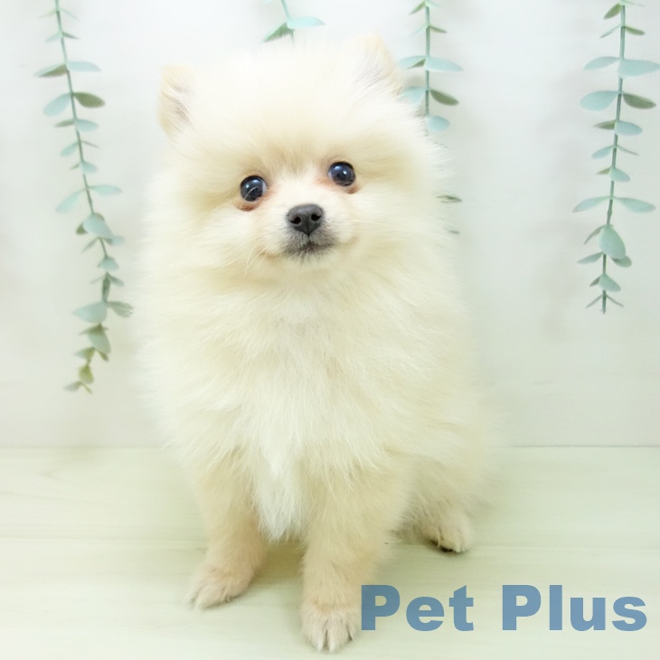 石川県のポメラニアン (ペットプラス 新小松店/2025年11月25日生まれ/女の子/クリーム)の子犬の2枚目の画像