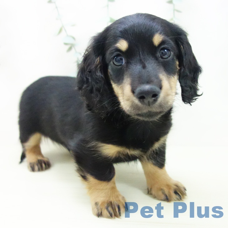 富山県のミニチュアダックスフンド(ロング) (ペットプラス 高岡店/2025年11月26日生まれ/男の子/ブラックタン)の子犬の1枚目の画像