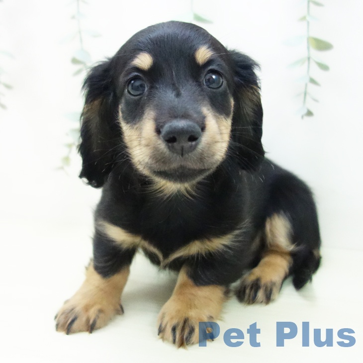 富山県のミニチュアダックスフンド(ロング) (ペットプラス 高岡店/2025年11月26日生まれ/男の子/ブラックタン)の子犬の2枚目の画像