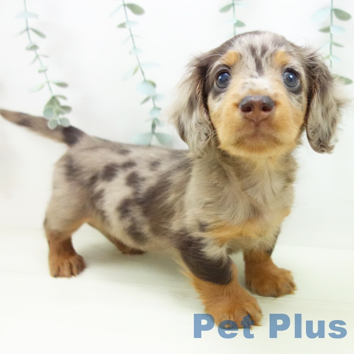 愛知県のミニチュアダックスフンド(ロング) (ペットプラス 名古屋茶屋店/2025年11月26日生まれ/男の子/チョコレートダップル)の子犬の1枚目の画像