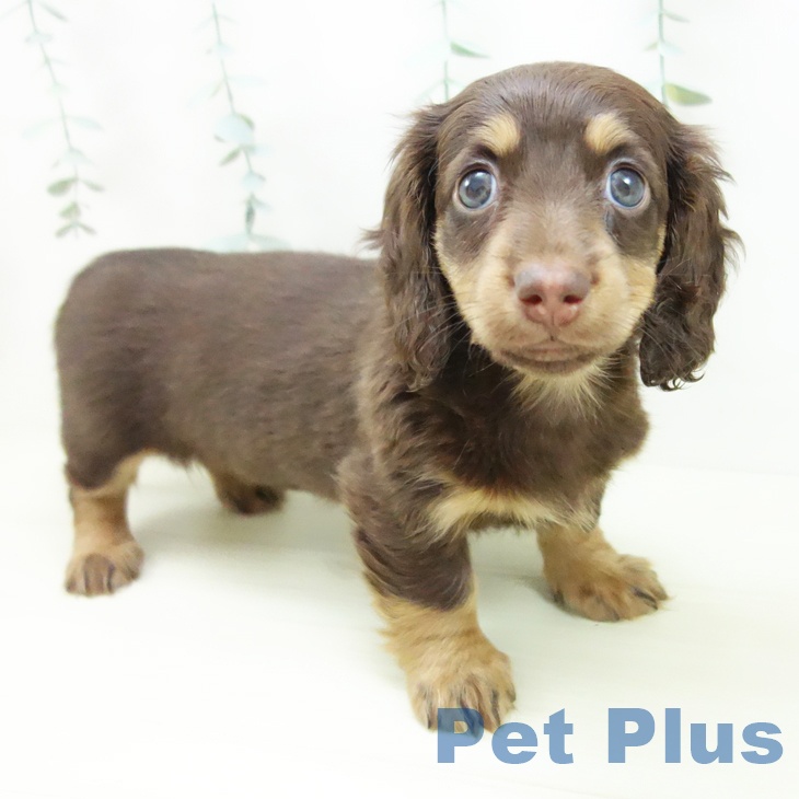 愛知県のミニチュアダックスフンド(ロング) (ペットプラス ナゴヤドーム前店/2025年11月26日生まれ/女の子/チョコレートタン)の子犬の1枚目の画像