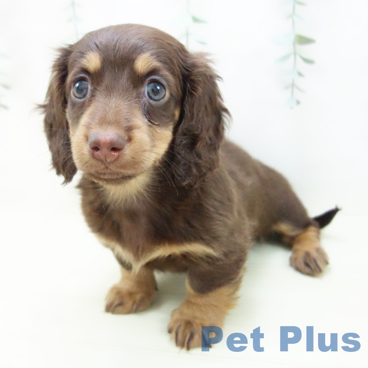 愛知県のミニチュアダックスフンド(ロング) (ペットプラス ナゴヤドーム前店/2025年11月26日生まれ/女の子/チョコレートタン)の子犬の2枚目の画像