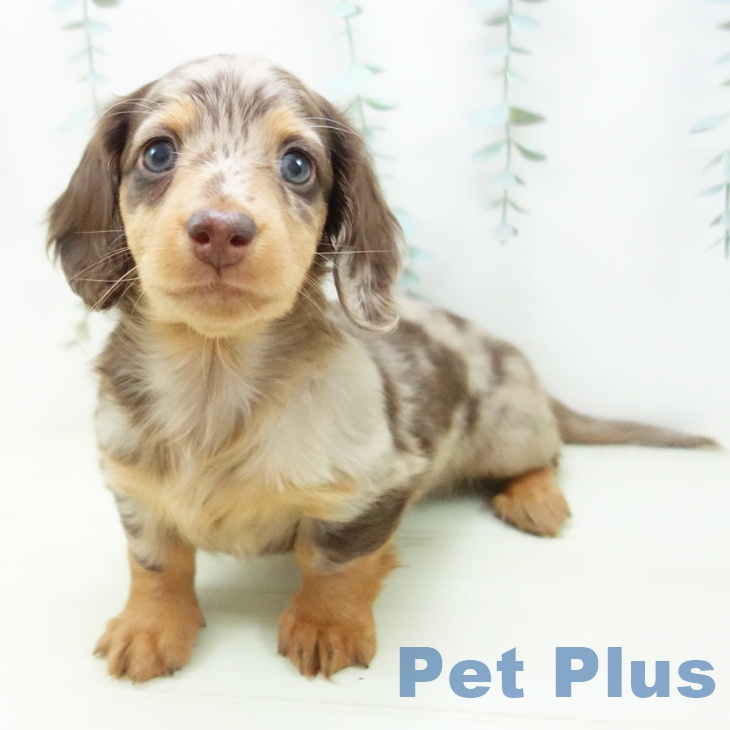 岐阜県のミニチュアダックスフンド(ロング) (ペットプラス 各務原店/2025年11月26日生まれ/女の子/チョコレートダップル)の子犬の1枚目の画像