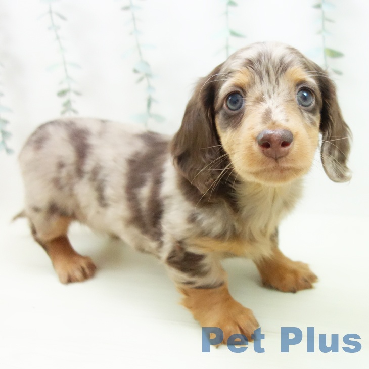 岐阜県のミニチュアダックスフンド(ロング) (ペットプラス 各務原店/2025年11月26日生まれ/女の子/チョコレートダップル)の子犬の2枚目の画像