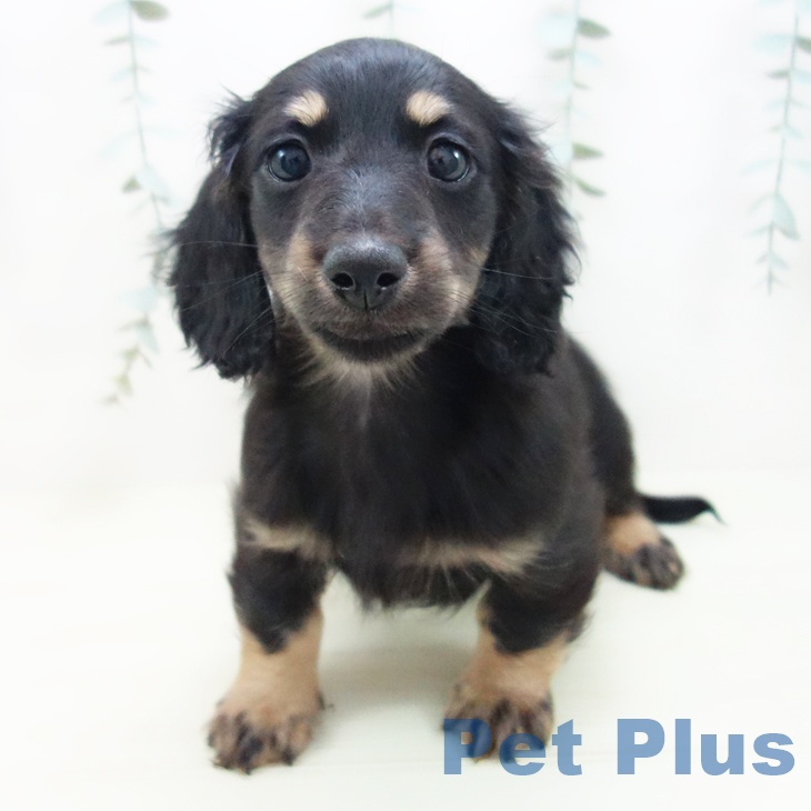 石川県のミニチュアダックスフンド(ロング) (ペットプラス 新小松店/2025年11月24日生まれ/男の子/ブラックイエロー)の子犬の1枚目の画像
