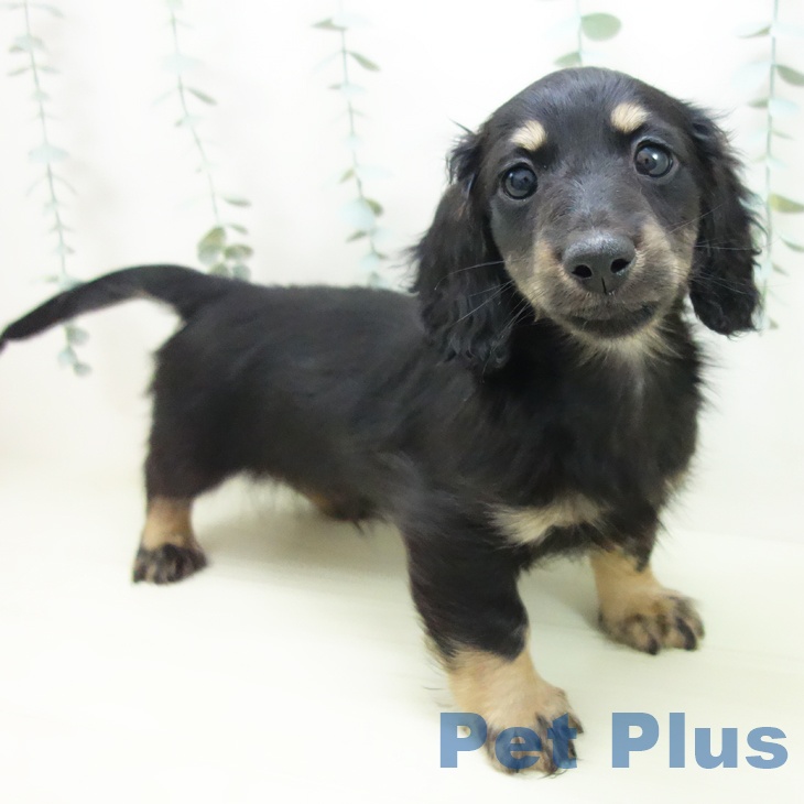 石川県のミニチュアダックスフンド(ロング) (ペットプラス 新小松店/2025年11月24日生まれ/男の子/ブラックイエロー)の子犬の2枚目の画像