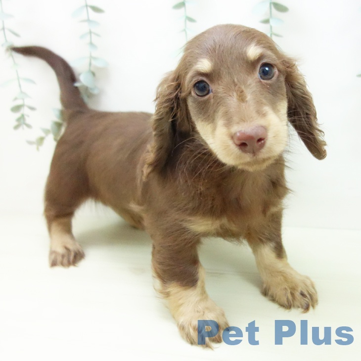 愛知県のミニチュアダックスフンド(ロング) (ペットプラス イオンモール豊川店/2025年11月24日生まれ/男の子/チョコレートイエロー)の子犬の1枚目の画像