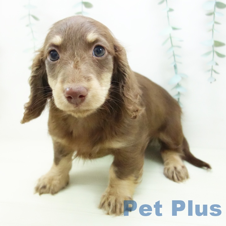 愛知県のミニチュアダックスフンド(ロング) (ペットプラス イオンモール豊川店/2025年11月24日生まれ/男の子/チョコレートイエロー)の子犬の2枚目の画像