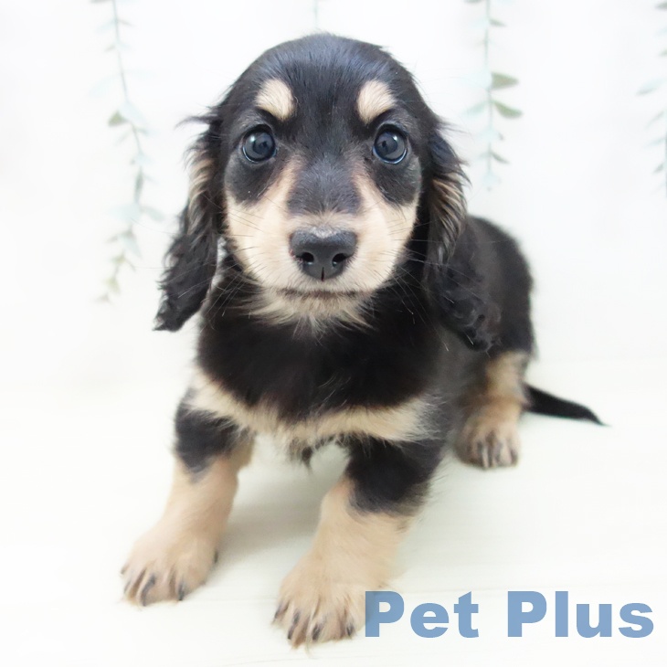 愛知県のミニチュアダックスフンド(ロング) (ペットプラス 岡崎店/2025年11月24日生まれ/女の子/ブラックイエロー)の子犬の1枚目の画像