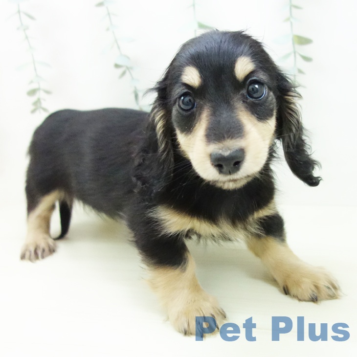 愛知県のミニチュアダックスフンド(ロング) (ペットプラス 岡崎店/2025年11月24日生まれ/女の子/ブラックイエロー)の子犬の2枚目の画像