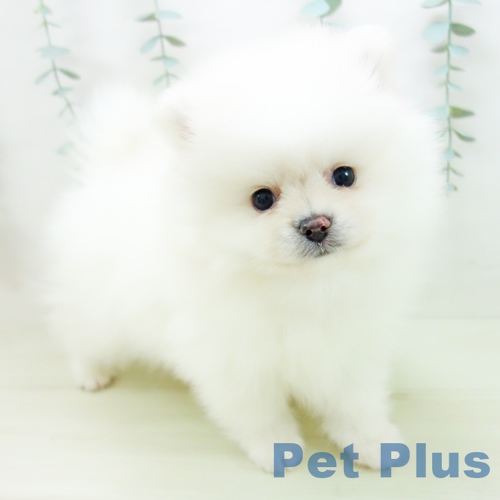 愛知県のポメラニアン (ペットプラス イオンモール長久手店/2025年11月27日生まれ/男の子/クリーム)の子犬の1枚目の画像