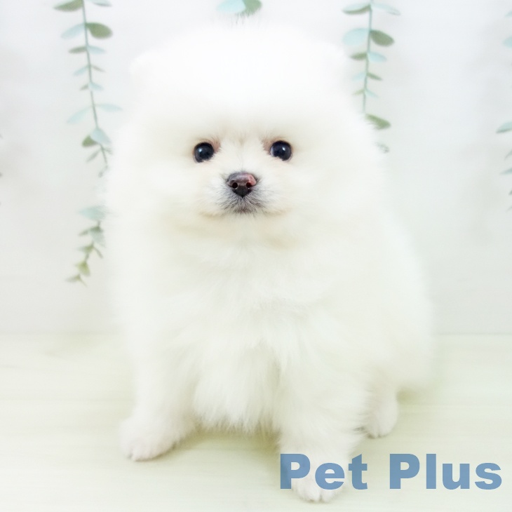 愛知県のポメラニアン (ペットプラス イオンモール長久手店/2025年11月27日生まれ/男の子/クリーム)の子犬の2枚目の画像