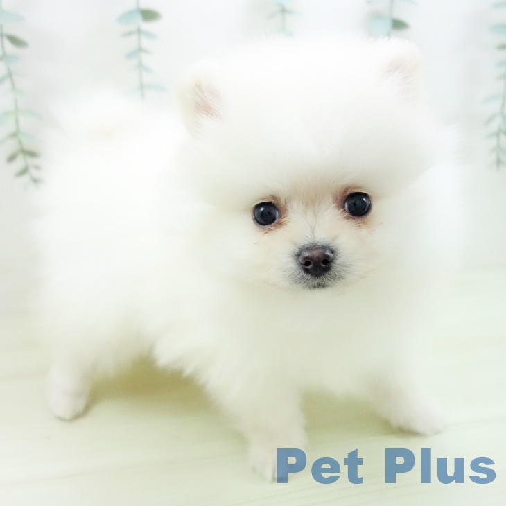 愛知県のポメラニアン (ペットプラス mozoワンダーシティ店/2025年11月27日生まれ/男の子/クリーム)の子犬の1枚目の画像