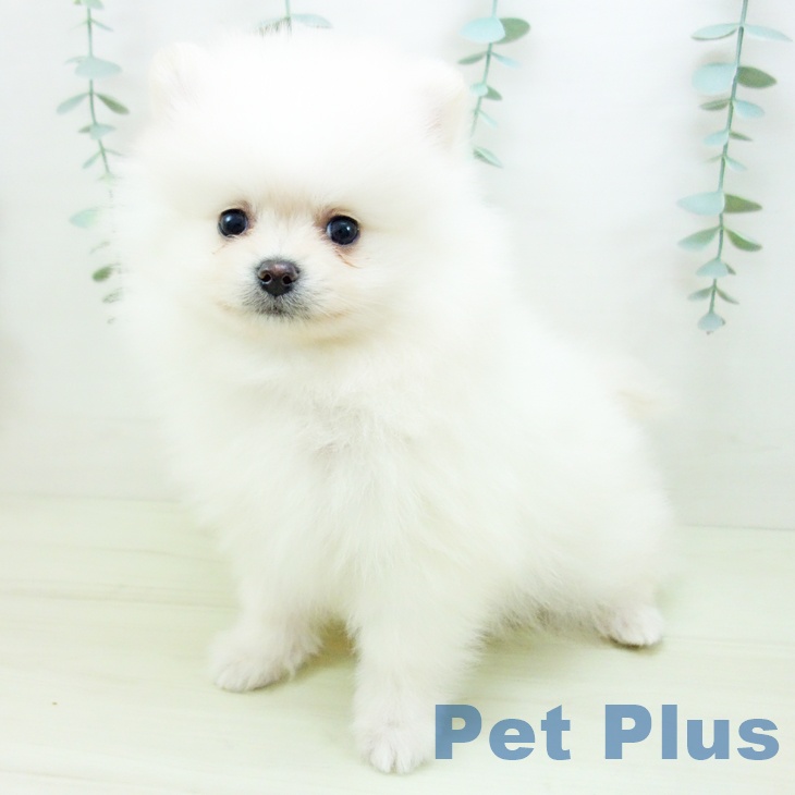 愛知県のポメラニアン (ペットプラス mozoワンダーシティ店/2025年11月27日生まれ/男の子/クリーム)の子犬の2枚目の画像