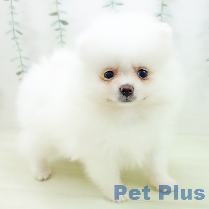 愛知県のポメラニアン (ペットプラス 則武新町店/2025年11月27日生まれ/女の子/クリーム)の子犬の1枚目の画像