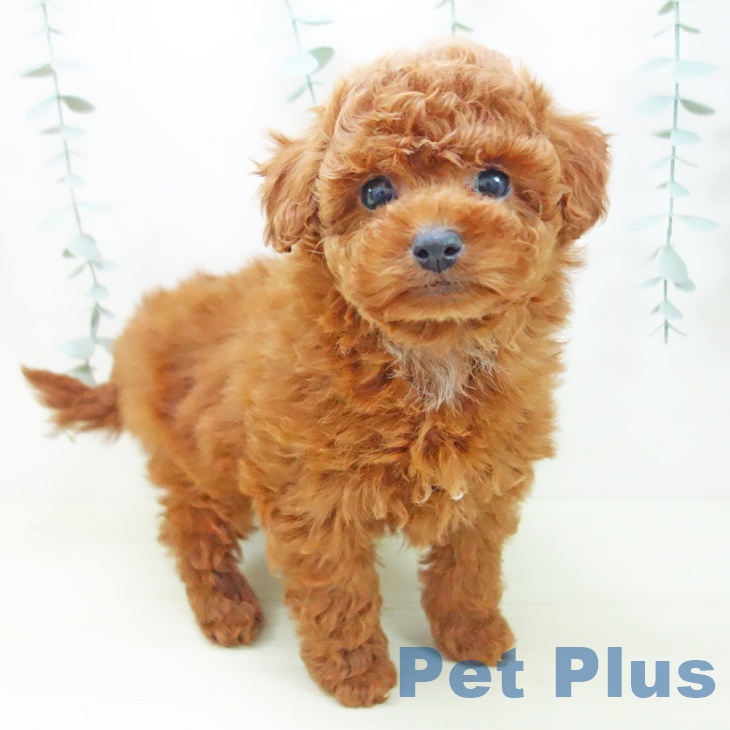 愛知県のトイプードル(トイ) (ペットプラス 豊田店/2025年11月27日生まれ/男の子/レッドフォーン)の子犬の1枚目の画像