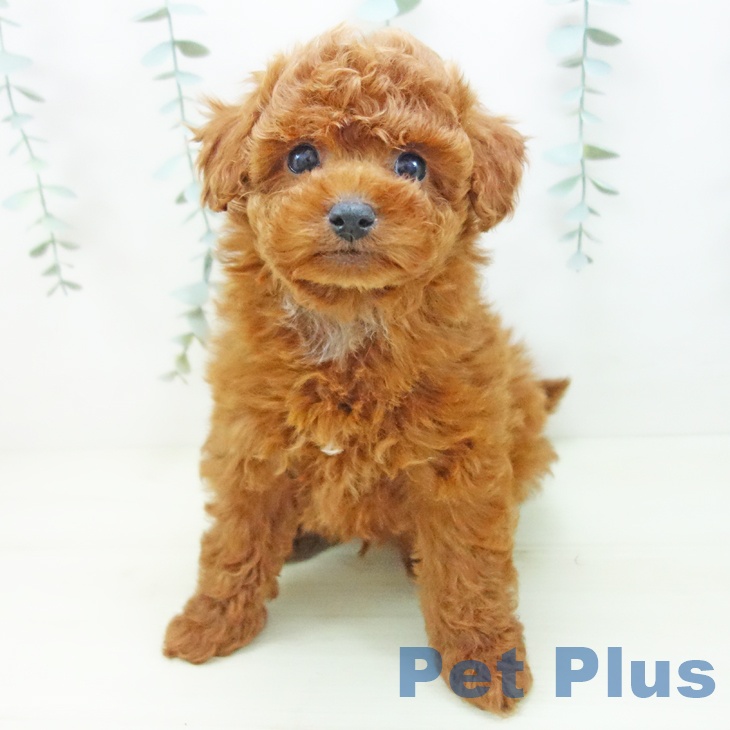 愛知県のトイプードル(トイ) (ペットプラス 豊田店/2025年11月27日生まれ/男の子/レッドフォーン)の子犬の2枚目の画像